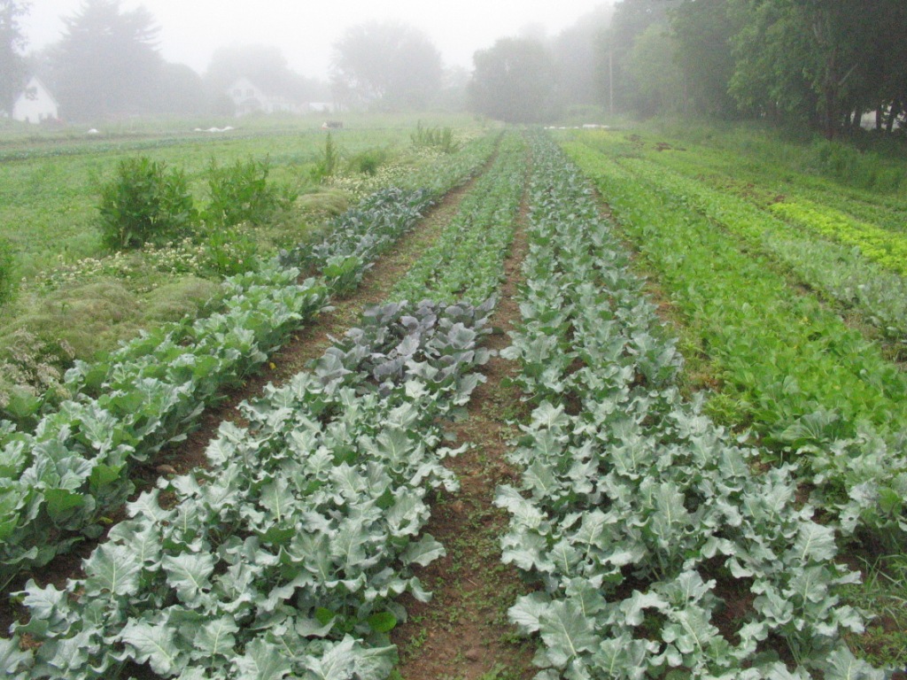 Early Summer Brassicas 2010 Early Summer Brassicas 2010