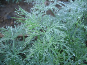 Dew on Dill, July 2008