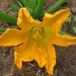 Zucchini Flower