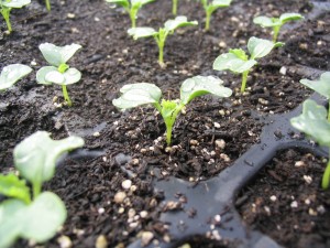 Kale Seedlings