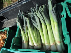 leeks