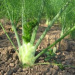 bulb fennel