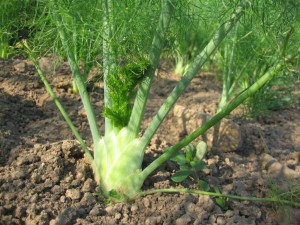 bulb fennel