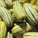 winter squash