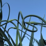 garlic scapes