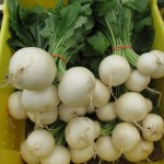 hakurei turnips