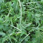 brassica greens