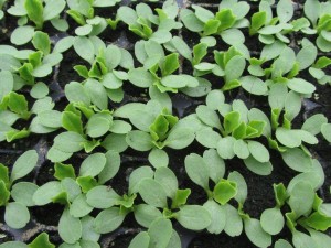 lettuce mix true leaves march 26 2016