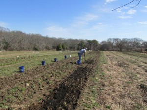 matt spreading compost for carrots march 17 2016