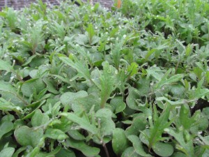red russian kale march 26 2016