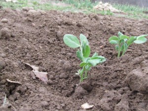 snap peas tp march 26 2016