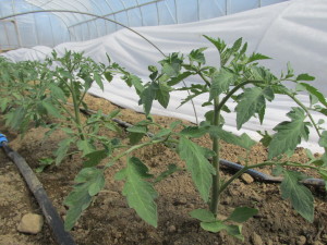 Tomatoes April 15, 2016