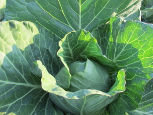 cabbage 2016