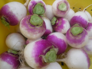 Purple Top Turnips Oct 2019